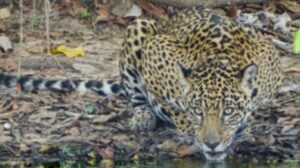 Onça Gaia, monitorada por ONG há 10 anos, morre em incêndio no Pantanal