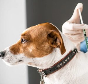 Secretaria Municipal da Saúde de Marília realiza vacinação antirrábica neste sábado, dia 26 de outubro. Confira!