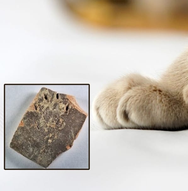 Pedaço de jarro de 1.200 anos tem marca de gato “amassando pãozinho”