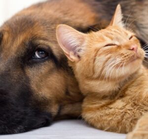 Nova lei no Senado gera medo de imposto para donos de pets; entenda