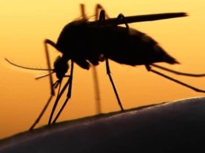 Descoberta sobre mosquitos pode ajudar no combate de várias doenças