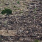 Brasil cresce de 9,8% para 28,3% das florestas mundiais. A Europa detinha mais de 7% e hoje tem apenas 0,1%. A África caiu de 11% para 3,4%. Conheça o Histórico Florestal da Terra