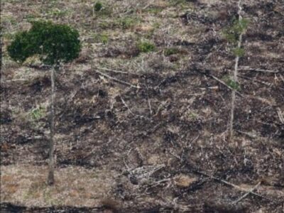 Brasil cresce de 9,8% para 28,3% das florestas mundiais. A Europa detinha mais de 7% e hoje tem apenas 0,1%. A África caiu de 11% para 3,4%. Conheça o Histórico Florestal da Terra