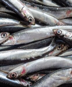 Anchova é considerada o “tesouros do mar” por seus benefícios à saúde