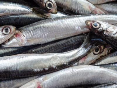 Anchova é considerada o “tesouros do mar” por seus benefícios à saúde