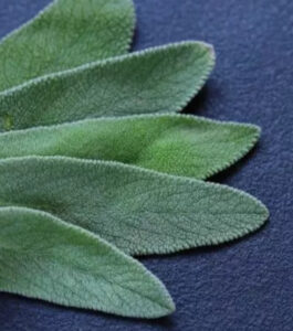 Planta que auxilia no controle do açúcar no sangue e melhora a memória e a concentração; Saiba mais