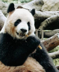 Deputados criticam presente de pandas oferecido pela China ao Brasil