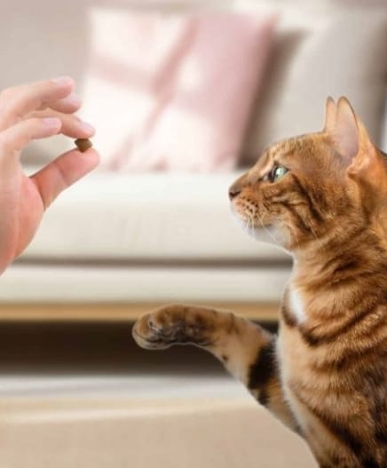 Gatos conseguem associar palavras melhor do que bebês humanos