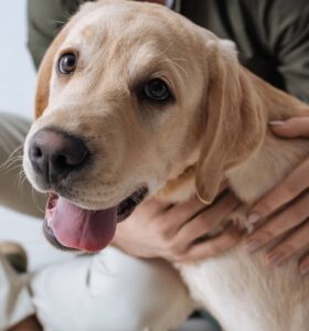 Qual o pet ideal para o seu signo? Descubra agora!