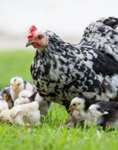 O ovo veio antes da galinha? A ciência coloca um ponto final nessa história