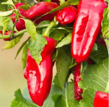 Pimentas com poderes anti-inflamatórias e antioxidantes