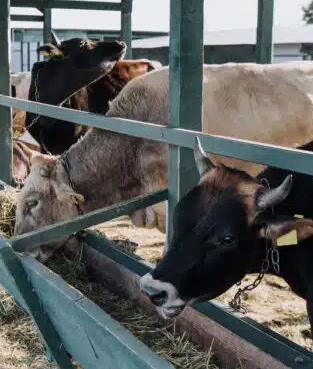 Nova lei regulamenta a clonagem de animais no Brasil; entenda os detalhes