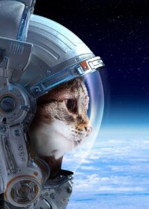 Gatos caem de pé na gravidade zero? Cientistas testaram