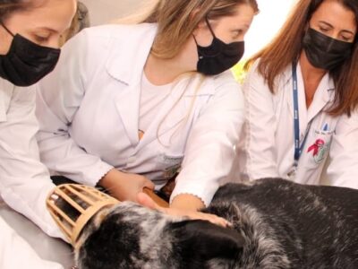 Medicina Veterinária da Unimar atinge em 2024 excelência acadêmica e impacto social com inúmeras ações o ano todo