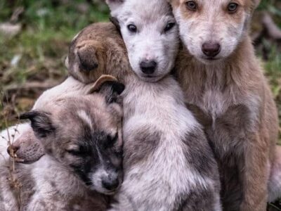 Legislação cria lei dura para quem abandonar animais em estradas