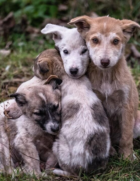 Legislação cria lei dura para quem abandonar animais em estradas