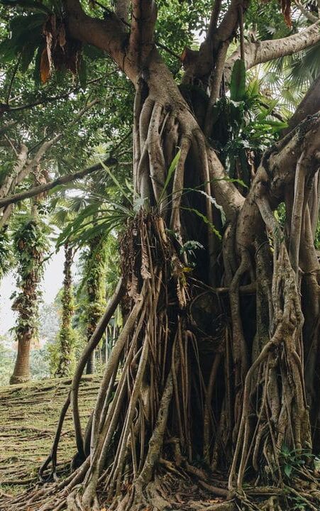 O fenômeno oculto que está derrubando árvores gigantes na Amazônia