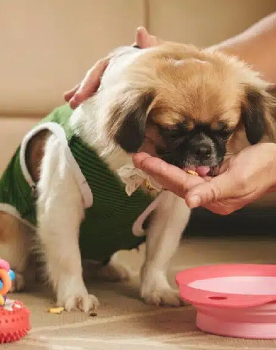 Alimentação adequada para pets: a importância do nutrólogo veterinário