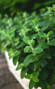 Ervas que estimulam a memória e protegem o cérebro