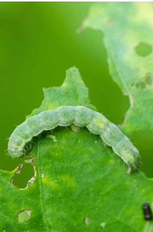 As plantas “falam”? Descubra a comunicação secreta do reino vegetal