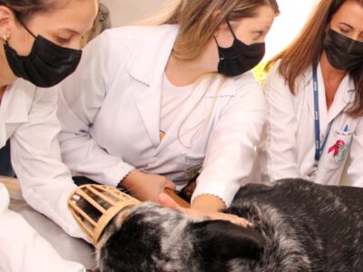 Abertas inscrições para programa da Unimar de AprimoramentoProfissional em Medicina Veterinária em três áreas de atuação. Veja aqui!