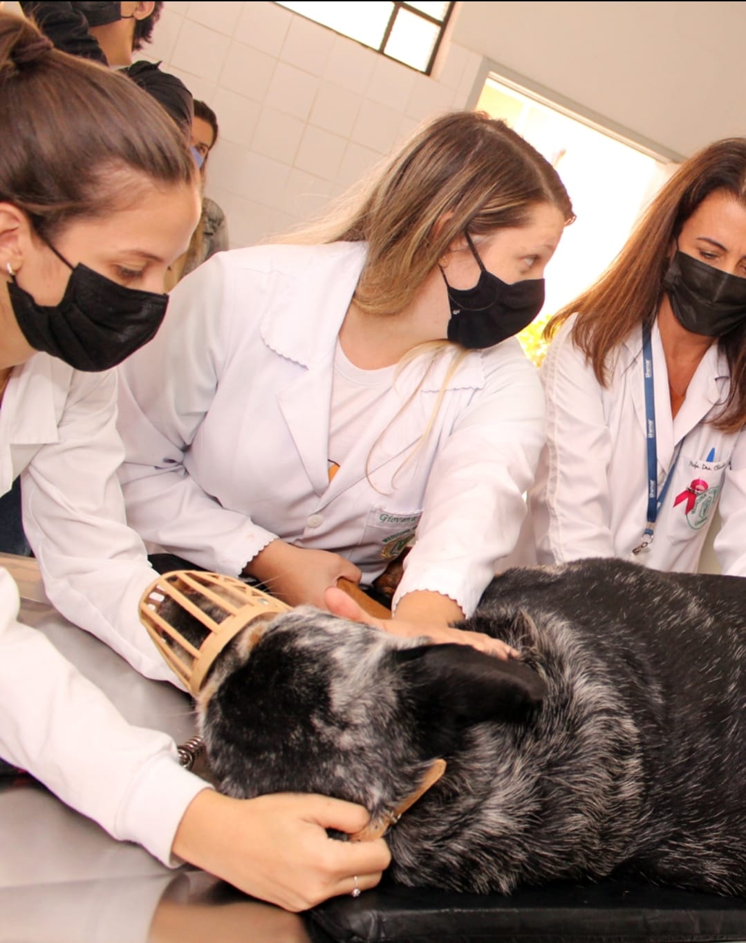 Abertas inscrições para programa da Unimar de AprimoramentoProfissional em Medicina Veterinária em três áreas de atuação. Veja aqui!