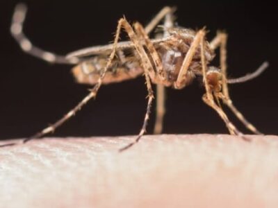 Por que é tão difícil combater o mosquito da dengue no Brasil?