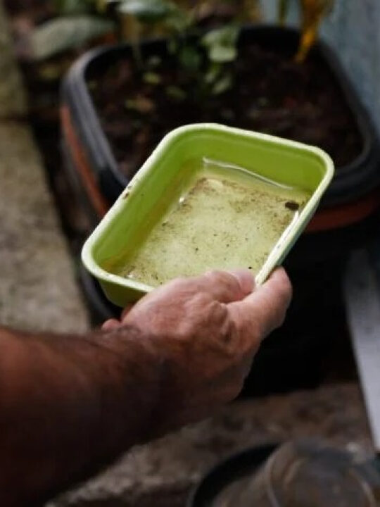 Dengue matou mais que covid no Brasil em 2024