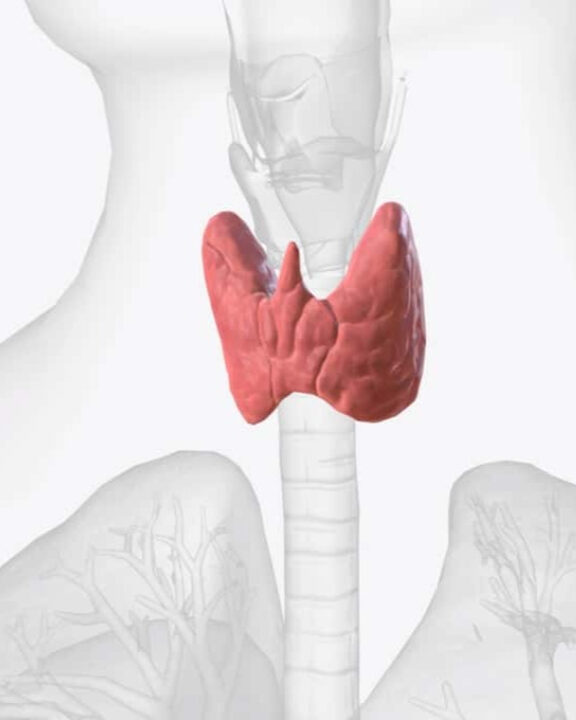 Como identificar os sinais de que sua tireoide pode estar com problemas