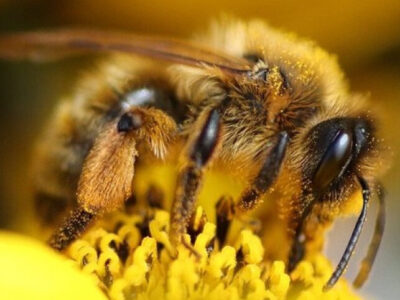 DESCOBERTA: Cientistas criam soro para picada de abelha