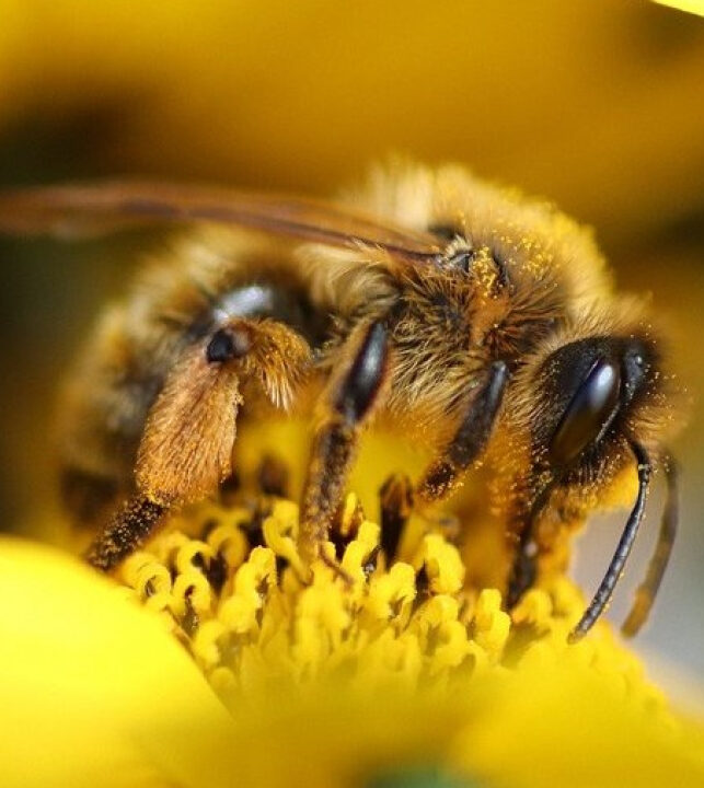 DESCOBERTA: Cientistas criam soro para picada de abelha