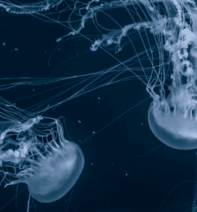 É possível aliviar a queimadura de água-viva?