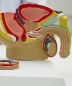 Alerta! 40% das postagens no YouTube, Instagram e TikTok sobre câncer de próstata e bexiga trazem informações incorretas, mostra pesquisa