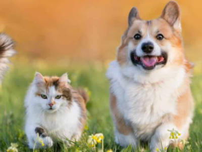 Animais de diferentes espécies podem conversar entre si?