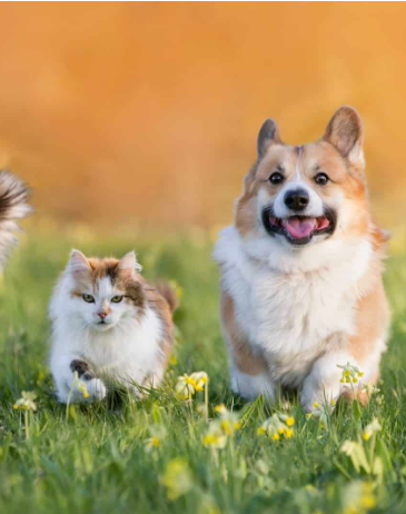 Animais de diferentes espécies podem conversar entre si?