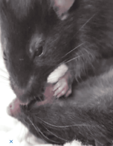 Vídeo: Camundongos fazem primeiros socorros entre si