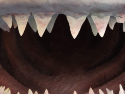 Por que os animais não precisam escovar os dentes? Mas será que isso é para todos? Entenda