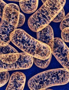 Estudo na Austrália resolve mistério de décadas sobre o Parkinson. A descoberta pode abrir caminho para tratar a doença. Veja