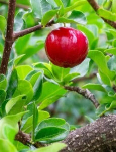 Conheça os benefícios do chá de folha de acerola e saiba como preparar