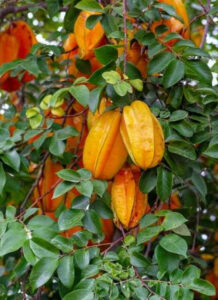 Esta fruta em formato de estrela pode ajudar a fortalecer sua imunidade e refrescar seu dia