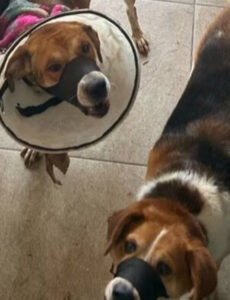 Zoofilia e morte: dono e funcionário de hotel para pets são presos