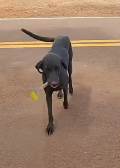 Cachorrinha que leva presente diferente todo dia para tutora que a resgatou emociona internautas; vídeo