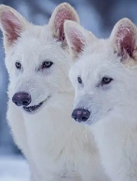 Cientistas desmentem retorno do lobo de Game of Thrones