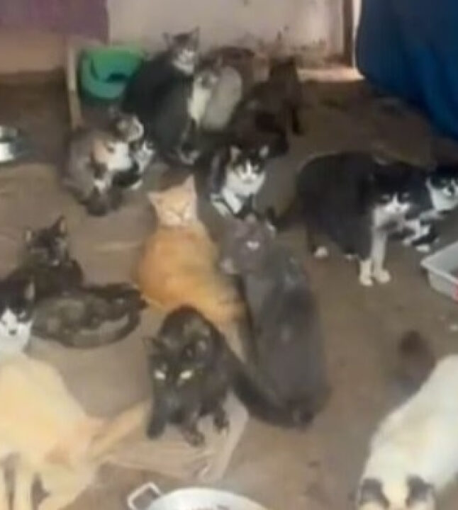No Brasil, polícia descobre e desmonta esquema de venda ilegal de sangue de gatos, resgatando 97 animais