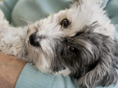 Pets reduzem solidão e promovem a saúde, aponta estudo
