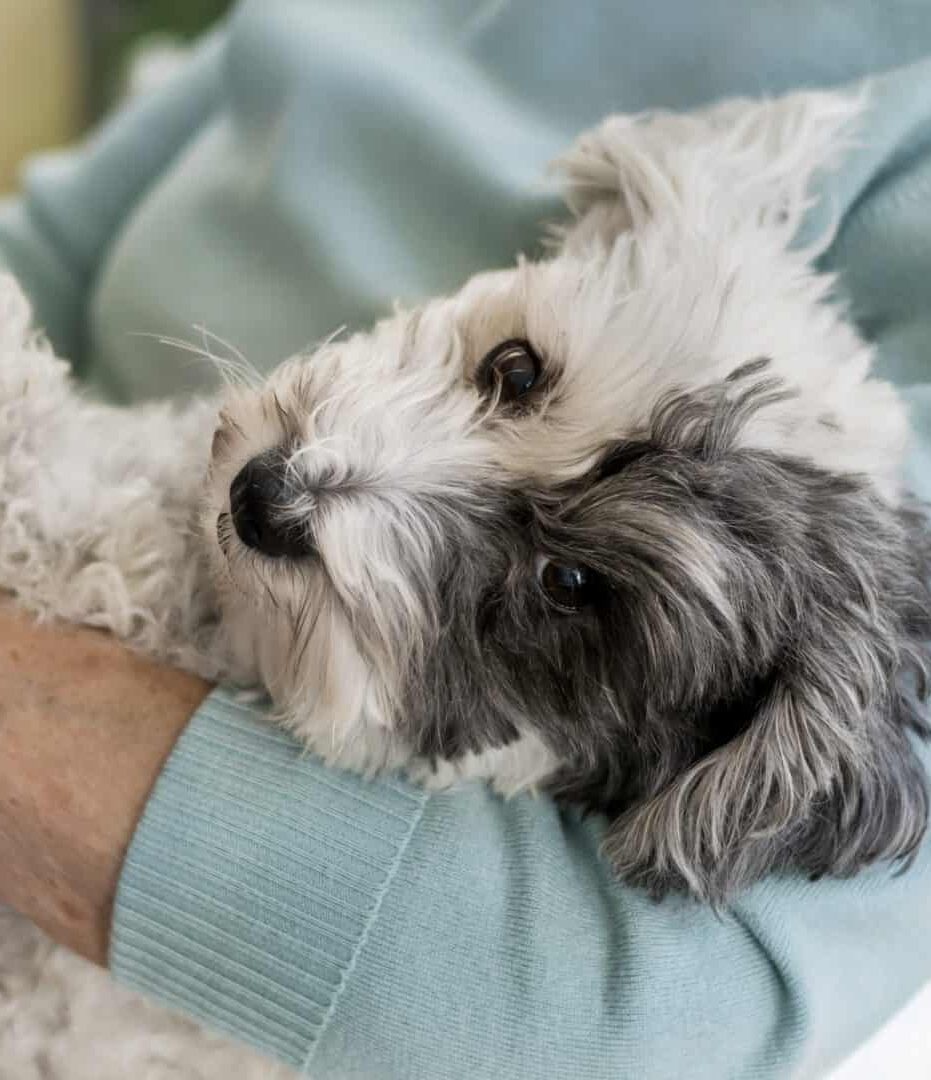 Pets reduzem solidão e promovem a saúde, aponta estudo