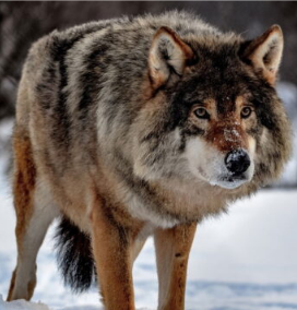 Cientistas trazem de volta à vida o ‘lobo-terrível’, extinto há 13 mil anos; entenda