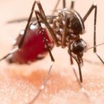 Imunidade contra mosquitos? Este medicamento “envenena” o sangue humano