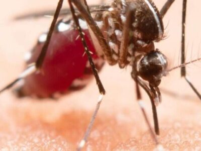 Imunidade contra mosquitos? Este medicamento “envenena” o sangue humano