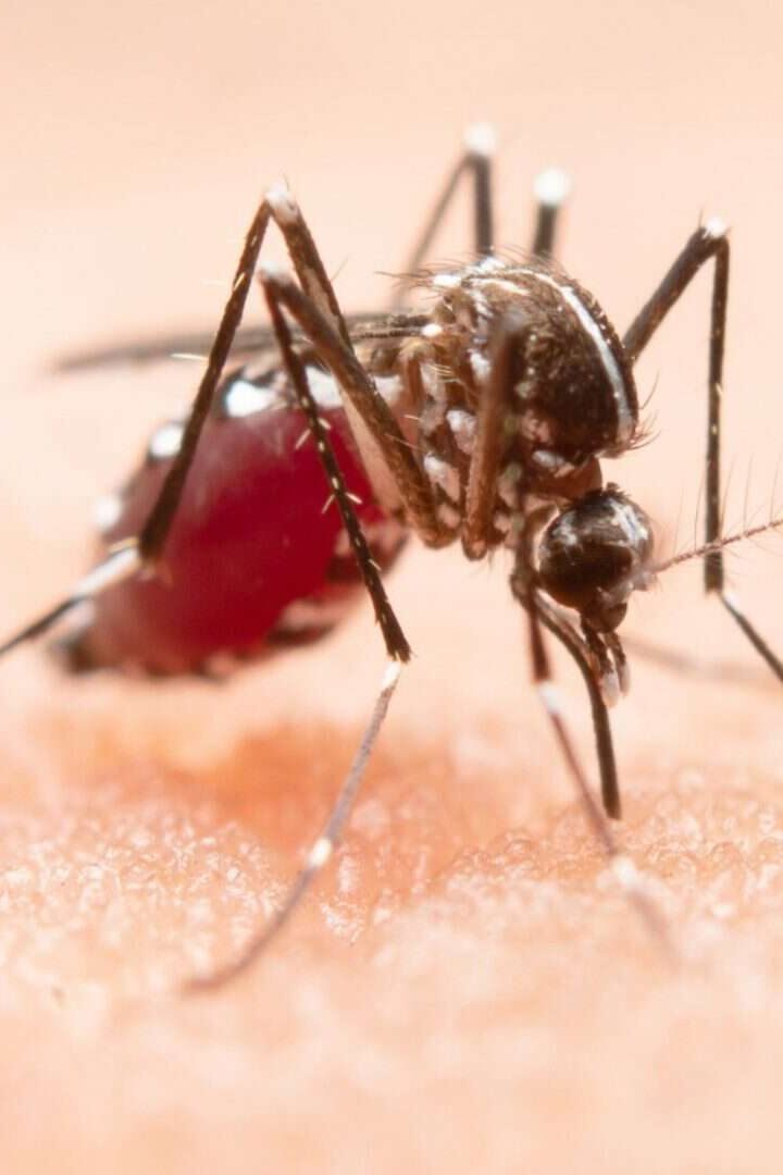 Imunidade contra mosquitos? Este medicamento “envenena” o sangue humano